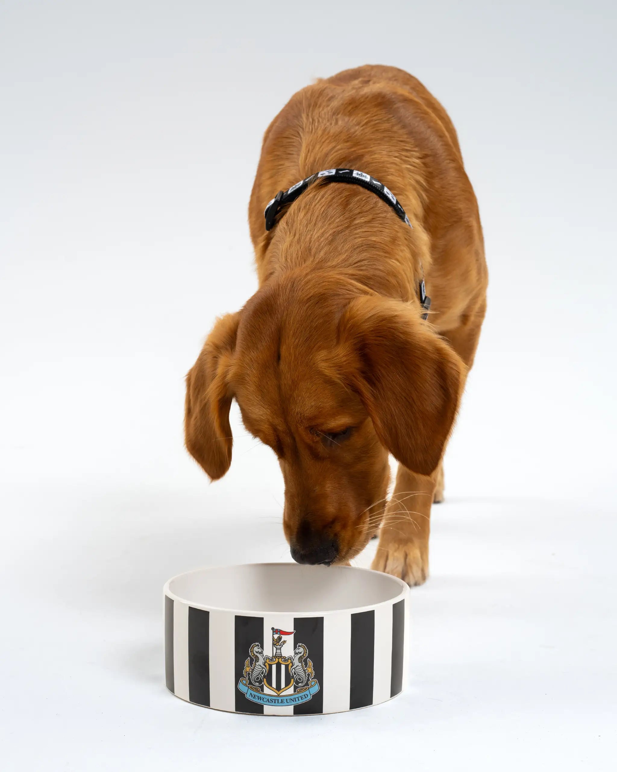 Newcastle United Ceramic Striped Pet Bowl